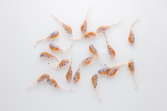 Chummy - Stinger Tail 1.5"